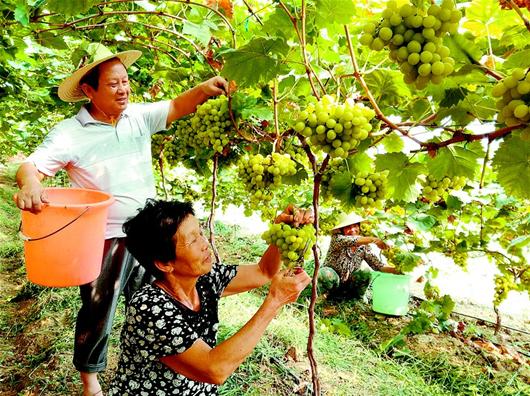 溫室大棚種植葡萄的優勢
